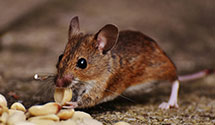Find Exterminators in Ritchie County